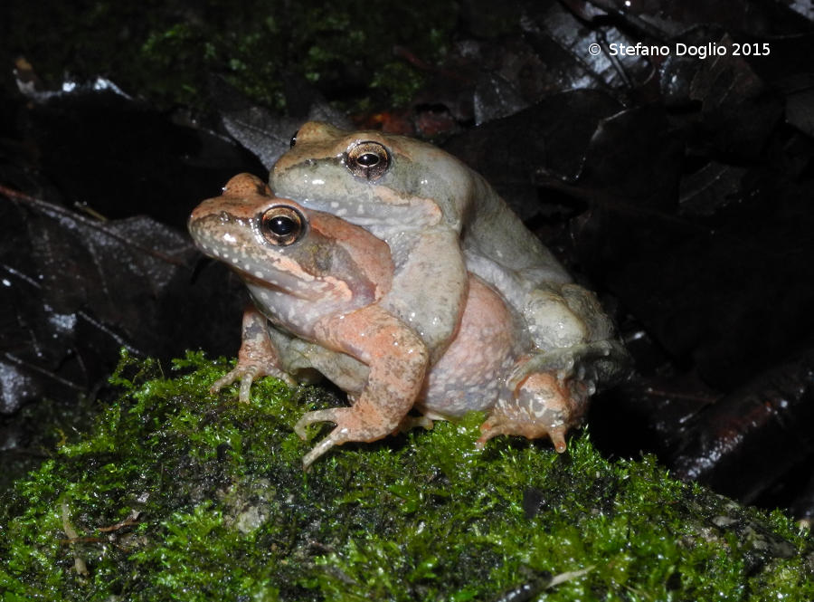 Rana italica in accoppiamento